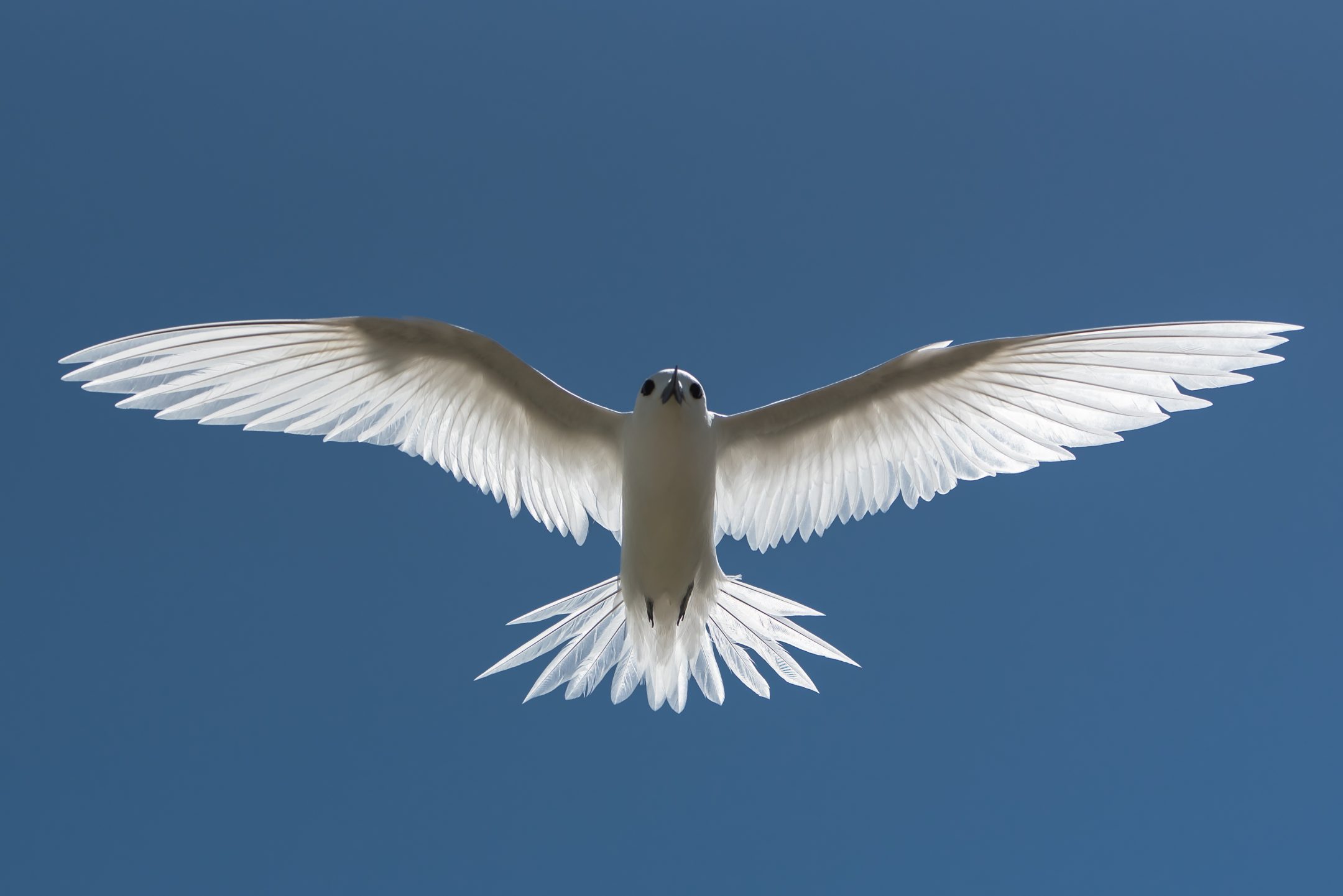 Manu-o-Ku, the Fairy Tern