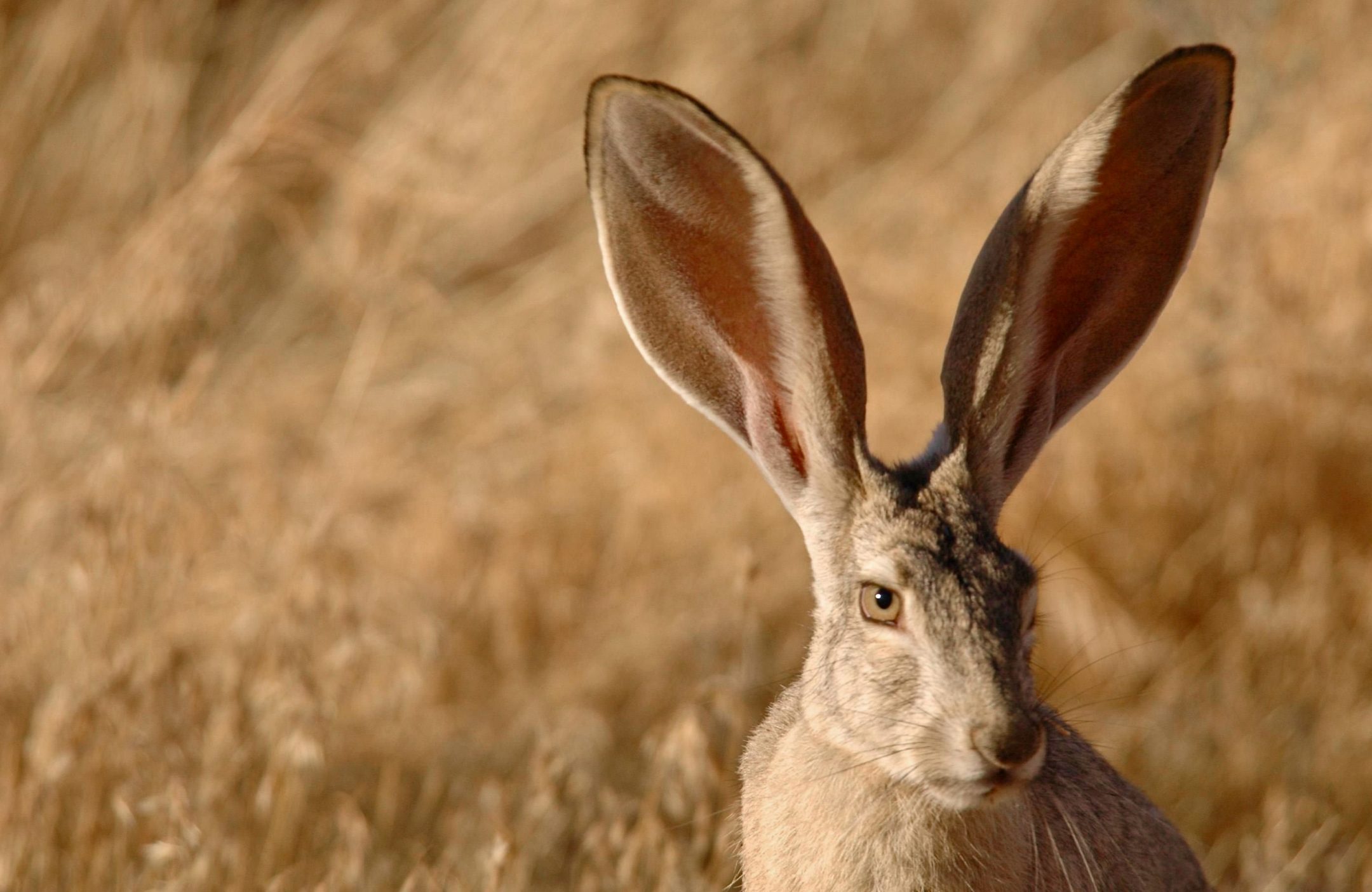 brown rabbit on brown grass field during the day
