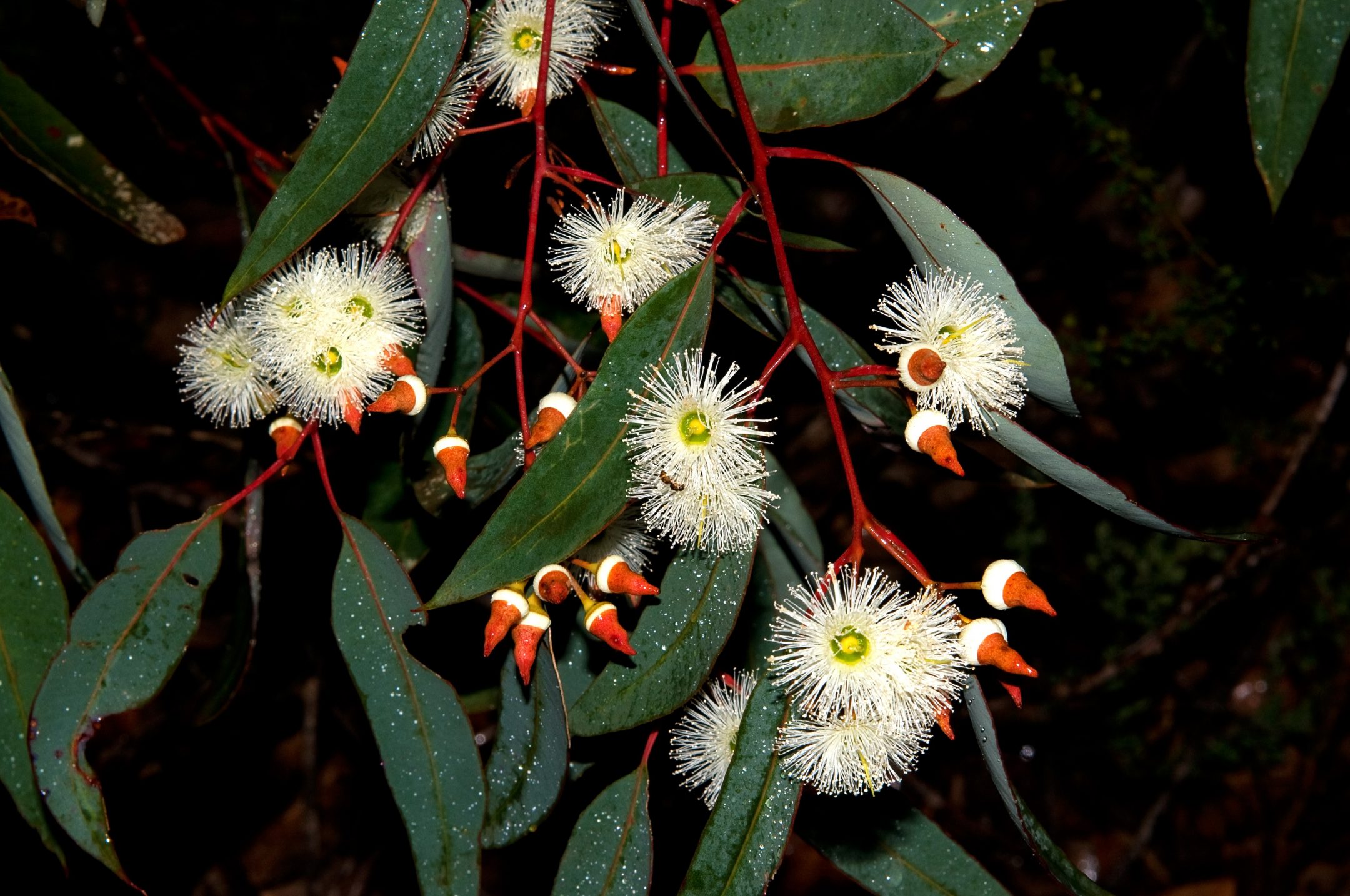 long thin green leaves come off of skinny red branches with bright white flowers and red buds on this jarrah tree