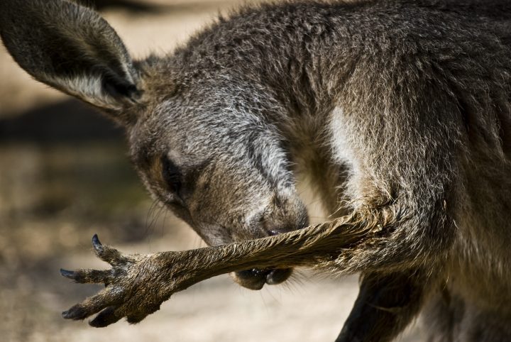 close up of a kangaroo licking its foreleg making the fur wet against a blurry background