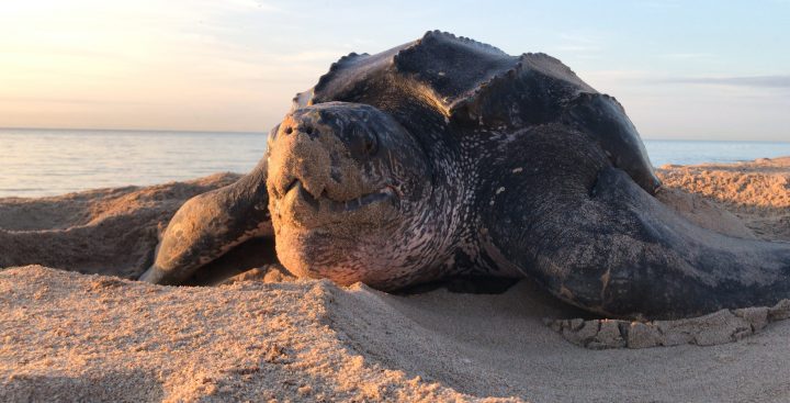 a large black sea turtle covered in sand sits on the beach at sunset
