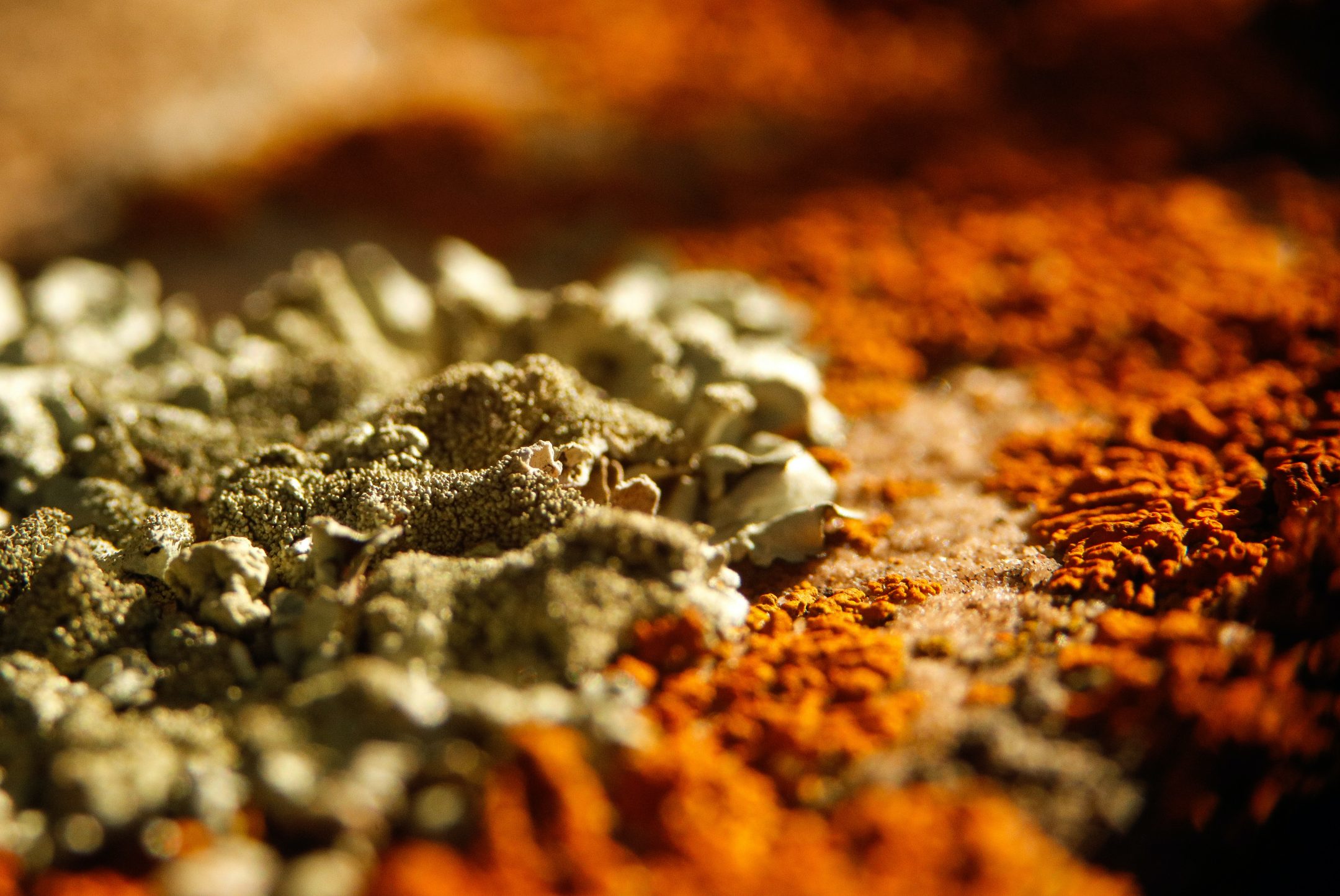 beige lichen to the left side of the frame surrounded by bright orange lichen on the right