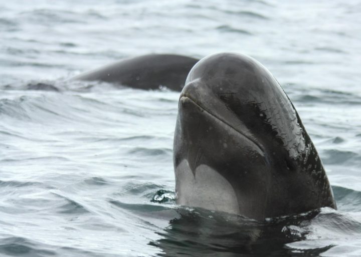 a long finned pilot whale pokes its head out of the surface of the ocean