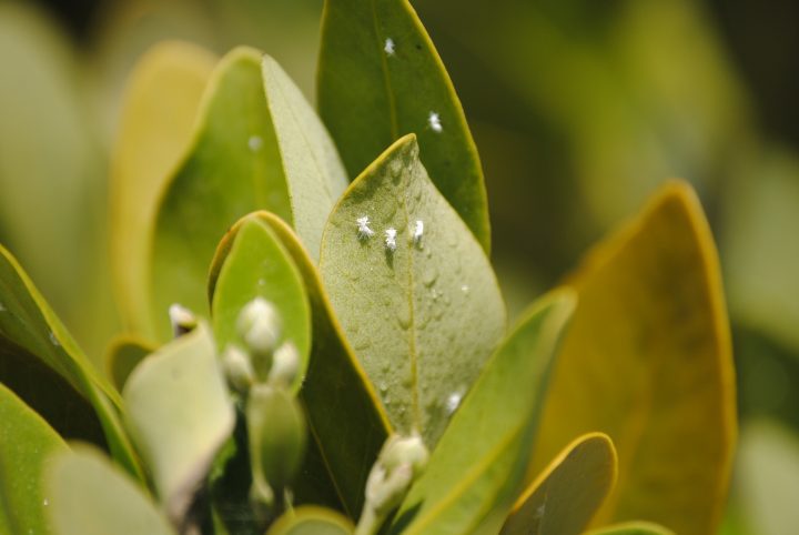 light green leaves with small salt crystals on them, appearing as snowflakes