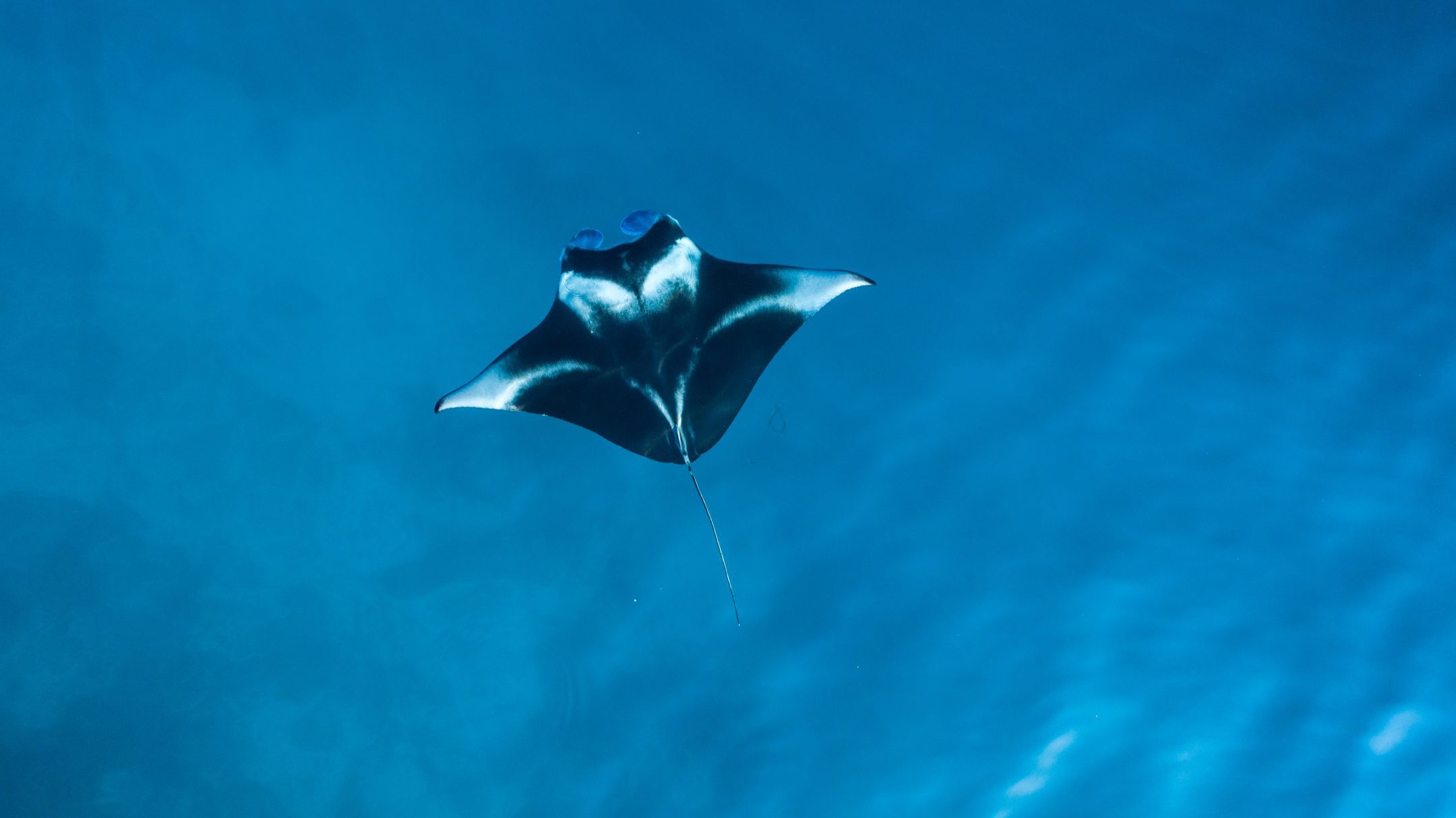 black and white manta ray swims through blue waters from above