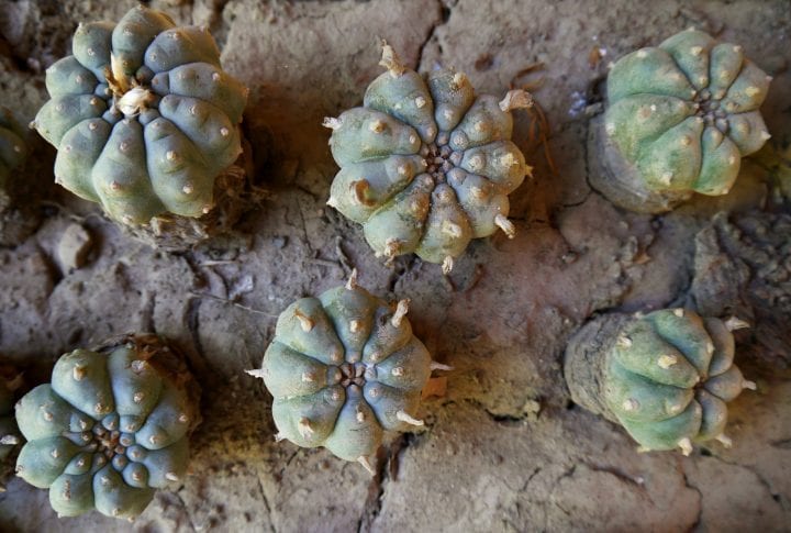 overhead view of green cactus with small white buds with dry dirt