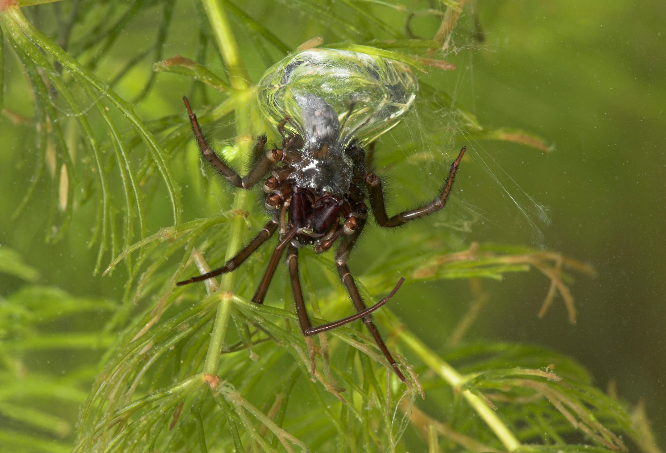 Spider under water with air bubble