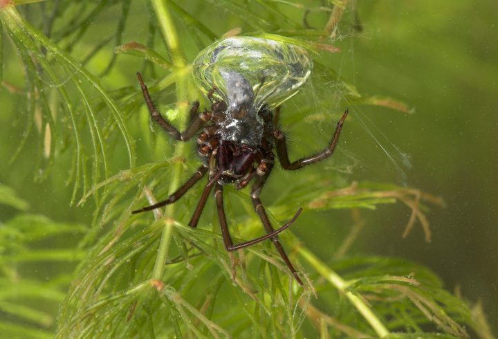 Spider under water with air bubble