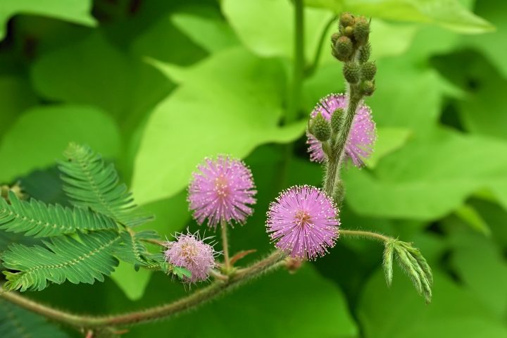 against a green background, bright pink spindly flowers bloom