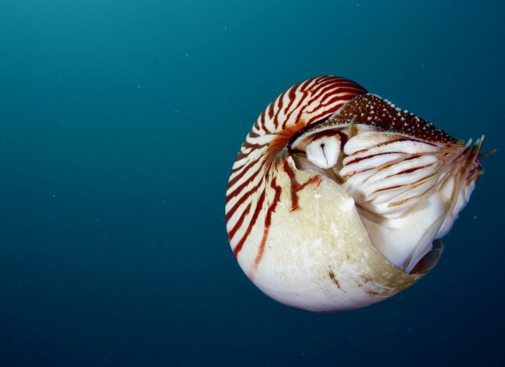 photo of red and white mollusk in deep blue water