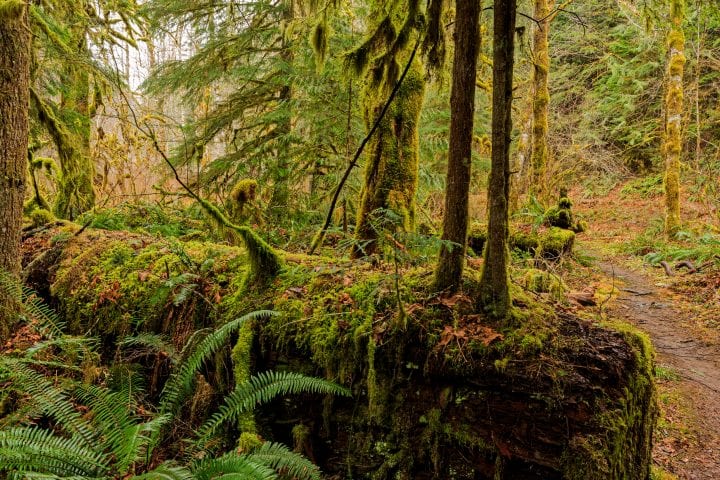 nurse log with young trees growing out of it