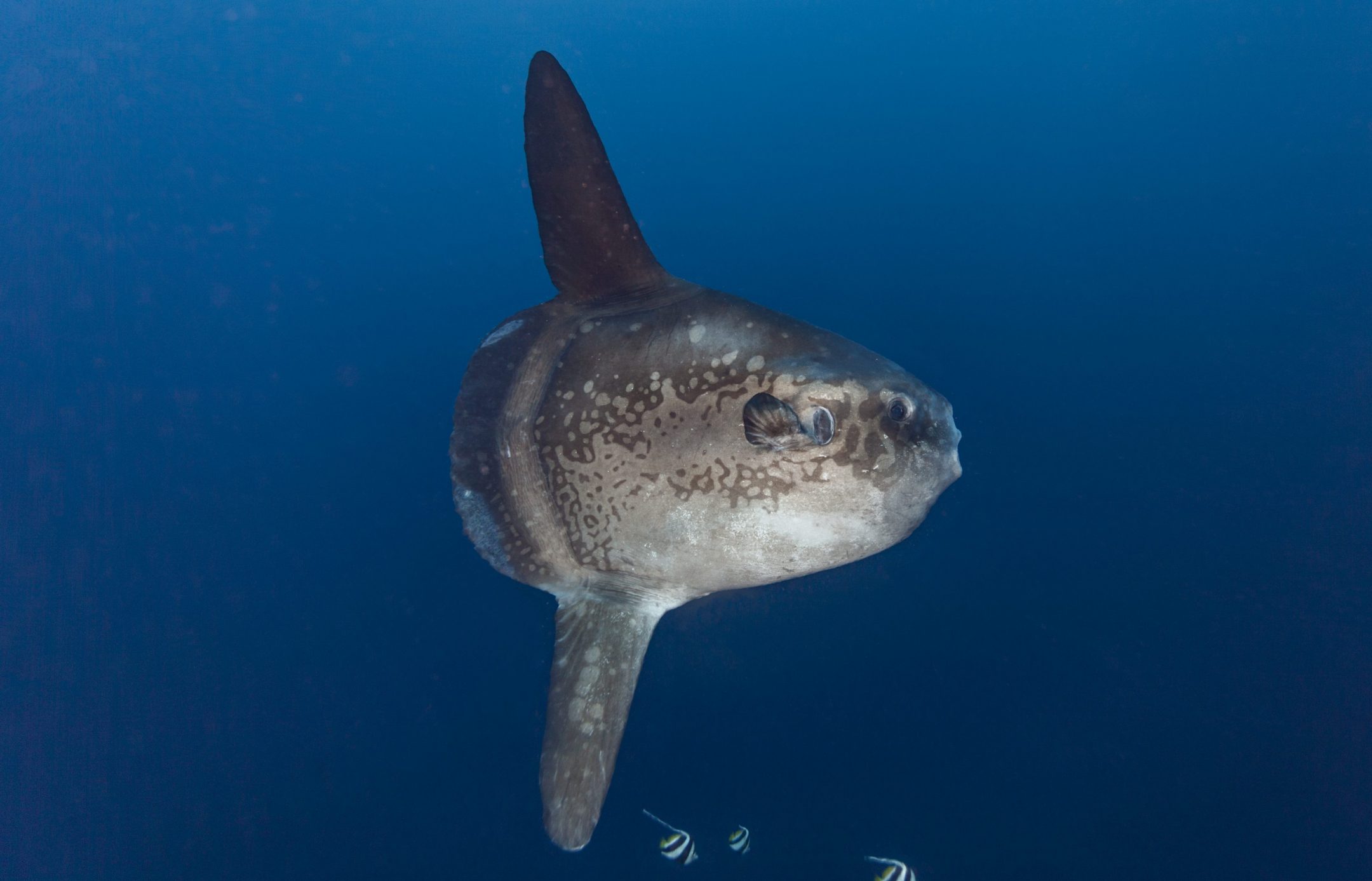 an ocean sunfish mola mola swims in the waters of bali
