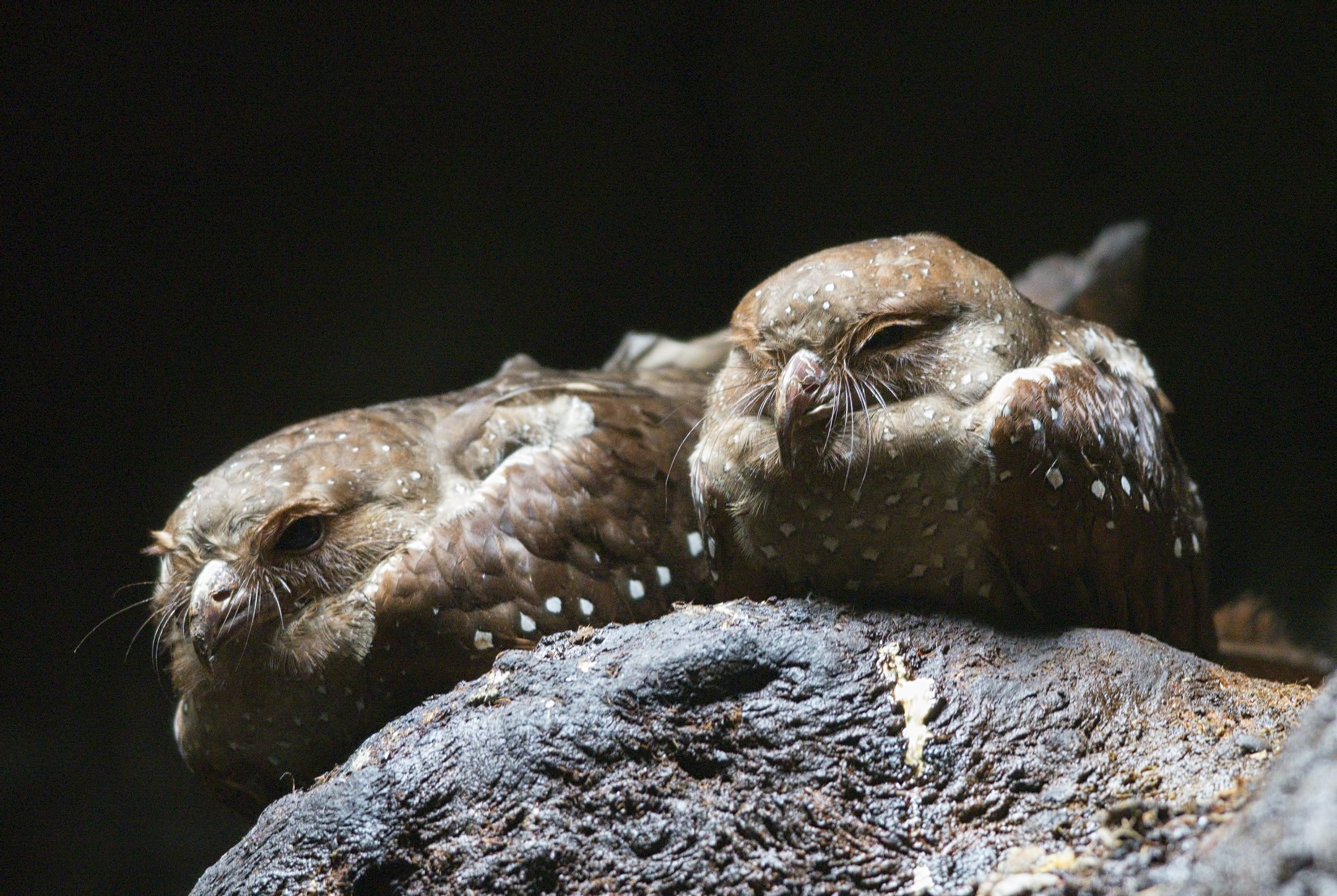 two brown birds with white speckles doze off with a black background while sitting on a rock