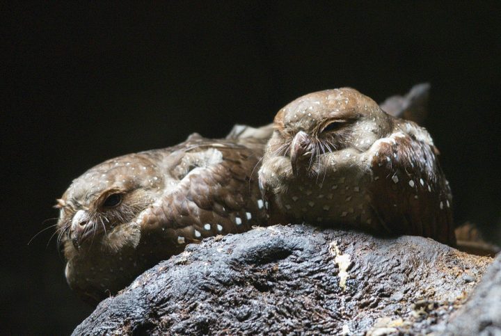 two brown birds with white speckles doze off with a black background while sitting on a rock