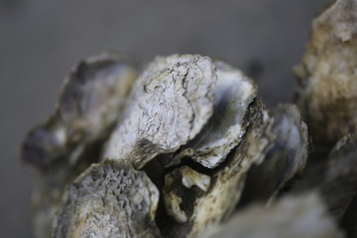close up of oysters on the coast of virginia