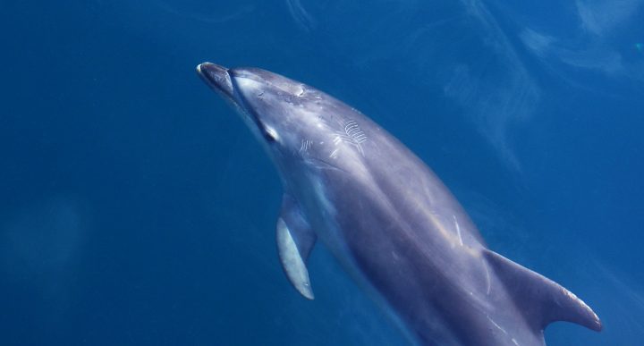 a pacific bottlenose dolphin swims in blue ocean water from above