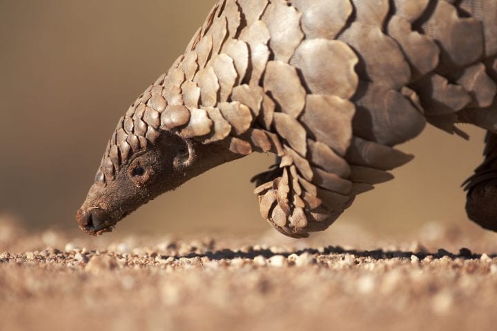 the head and front of a pangolin is seen profile on a sandy rocky surface with a blurry tan background in sunlight