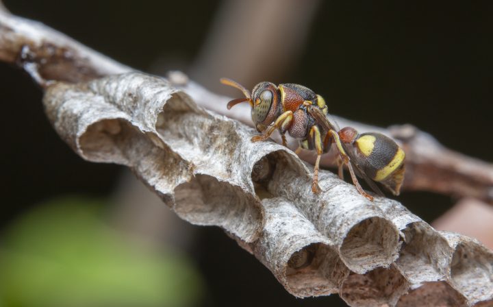 a black a yellow paper wasp walks on the beginnings of its nest, two layers of paper tubes stacked on each other