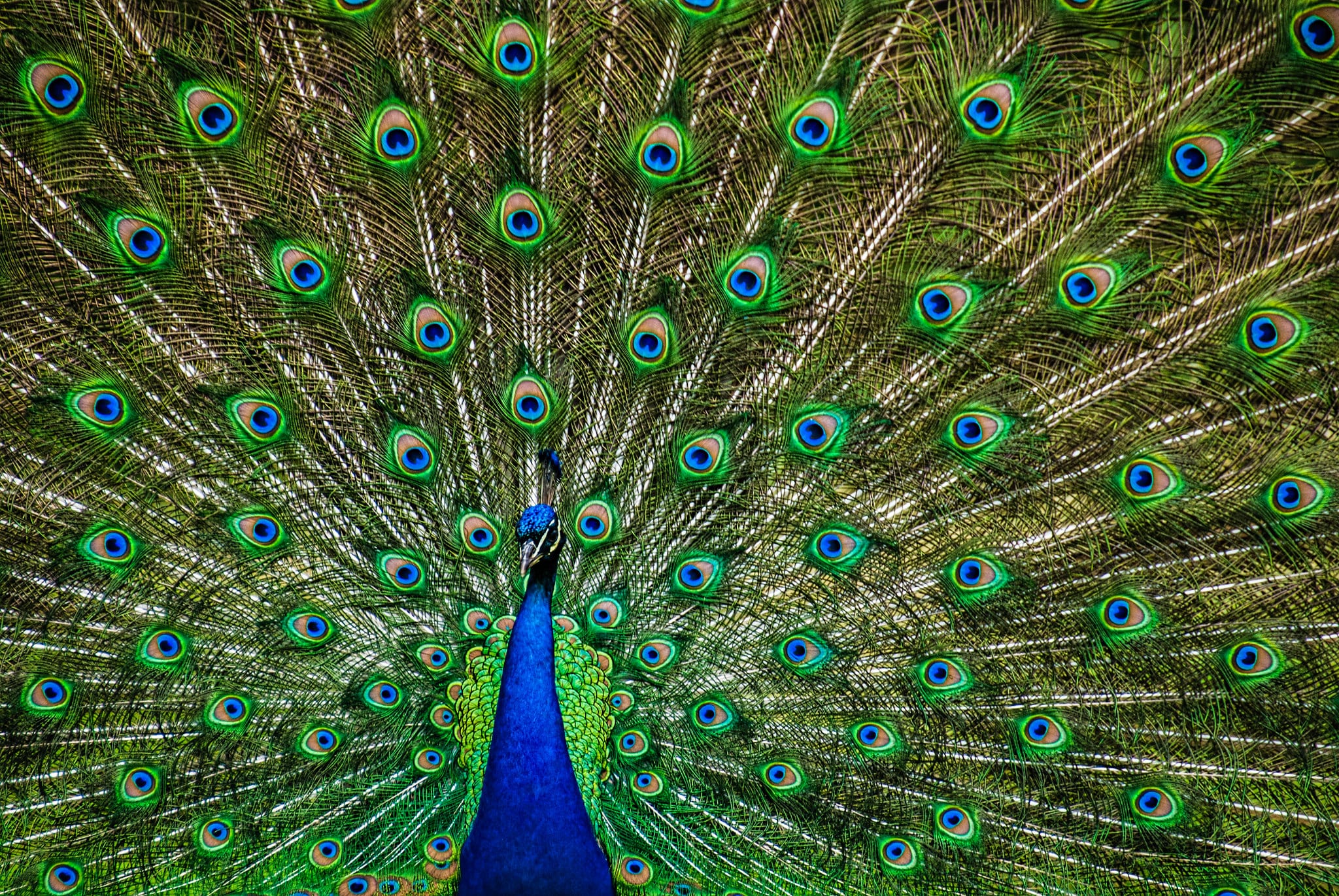 male peacock displays his tail feathers