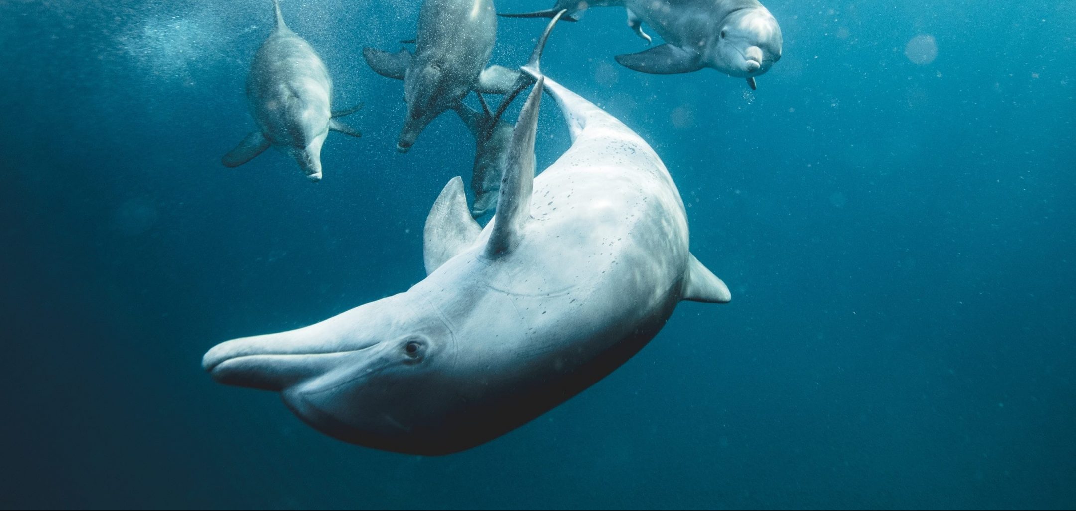A pod of dolphins swims towards the viewer