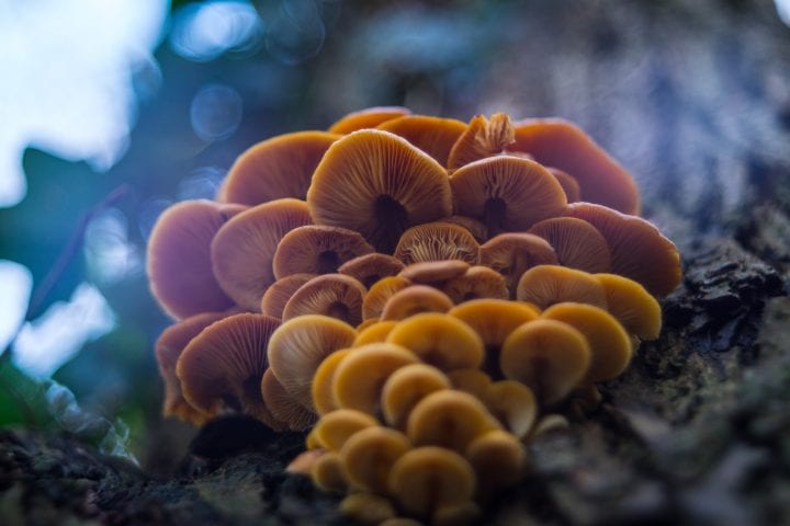 image of yellow mushrooms in tilt shift lens angle