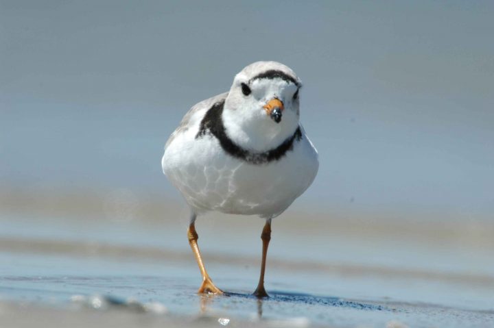 Piping plover walking on the beach towards the viewer