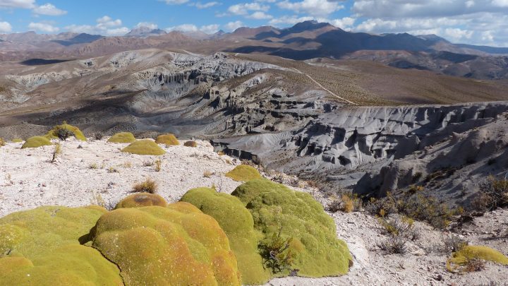 a large green and gold cushion plant grows in a rocky landscape