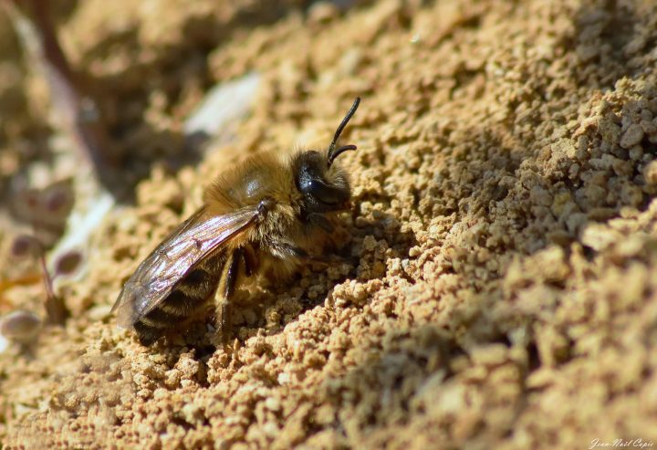 a yellow and black plasterer bee rests on sandy ground in the daylight