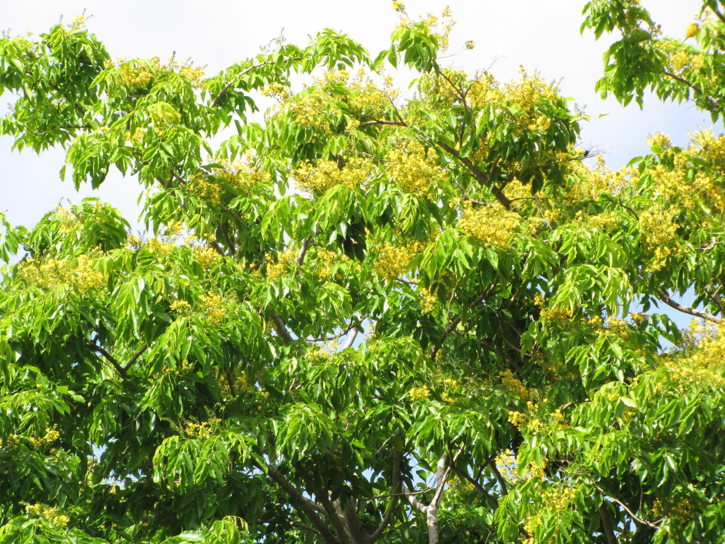 green leaves from a tree with yellow flowers are seen against a light sky