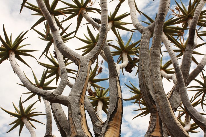 white powder is seen on a quiver tree with a blue sky in the background