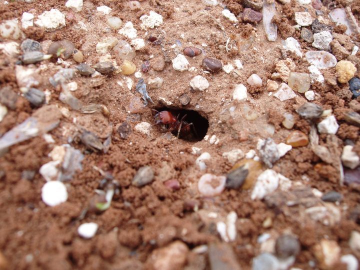 a red ant emerges from an underground colony surrounded by sand and rock
