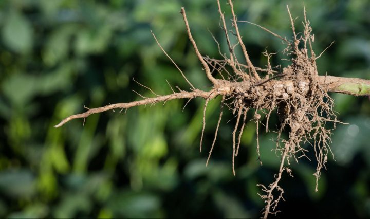 a person holds a soy bean plant roots with nodes in the sunlight