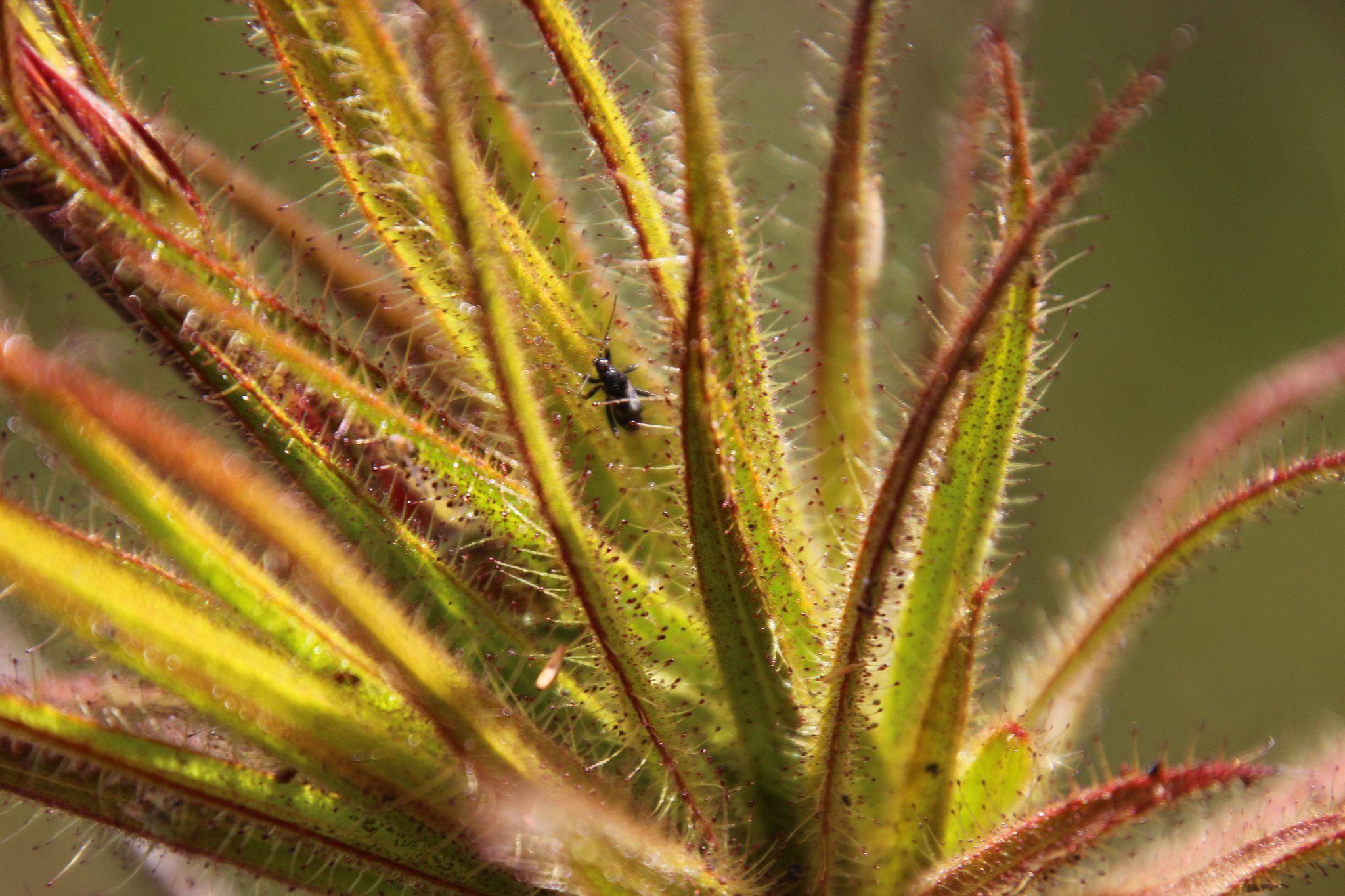 long, thin green and dark red leaves have small spikes pointing out, a fly is stuck on one of the center leaves
