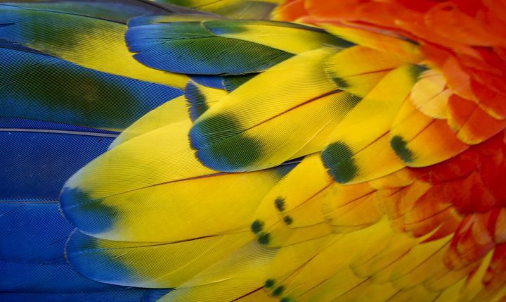 bright blue, green, yellow and red feathers of a scarlet macaw fill the frame