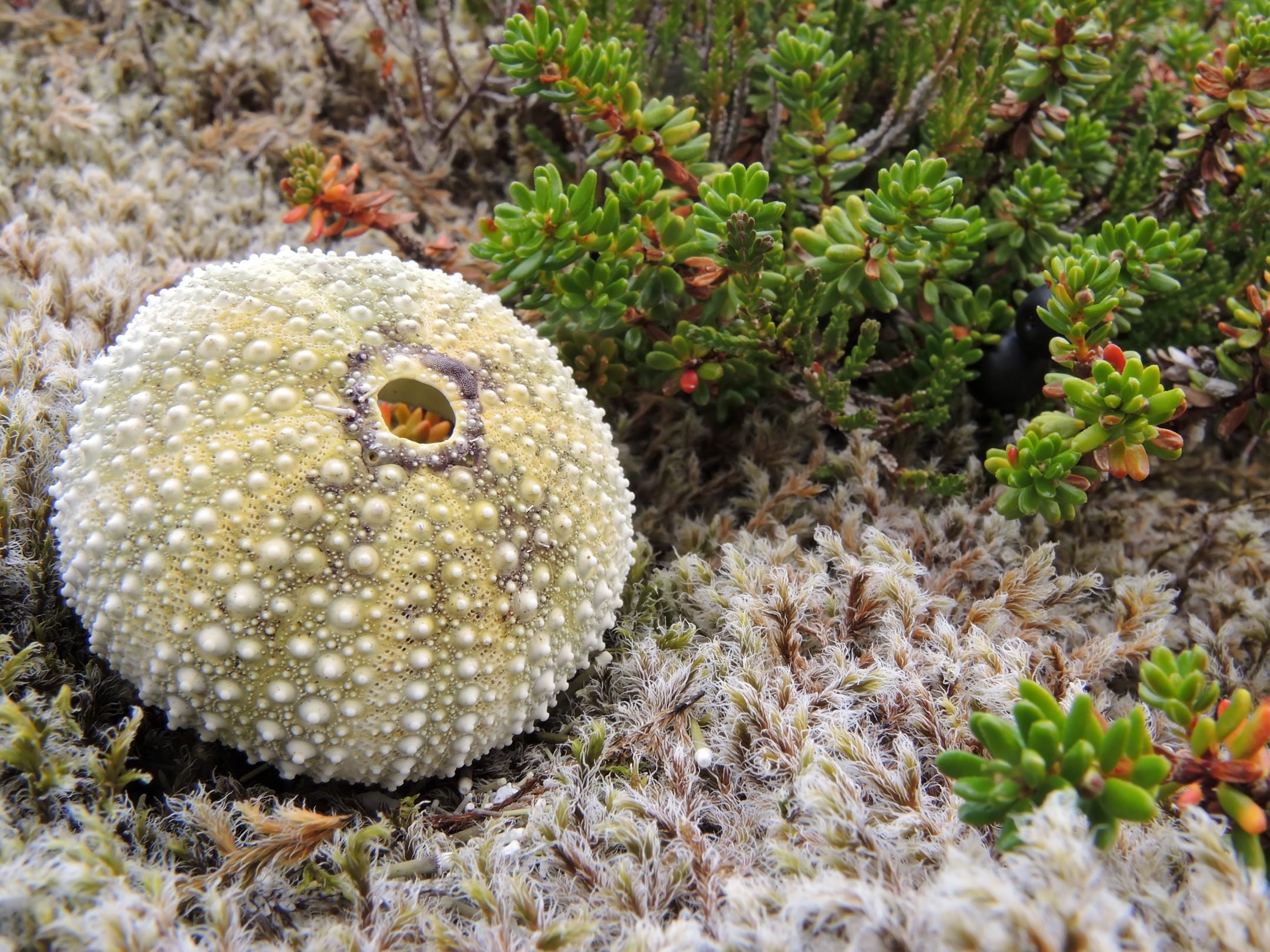 a yellowish white sea urchin shell sits on the left side of the frame in a bed of moss and grasses