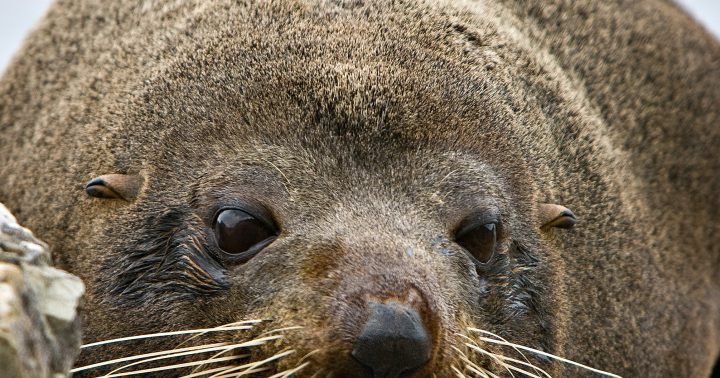 close of a seal pup with their fur