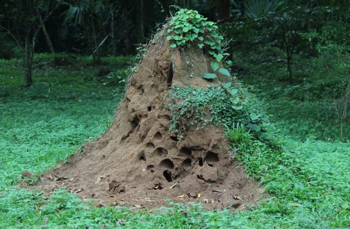photograph of termite mound with green vegetation around it