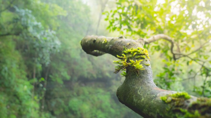 Twisting tree branch