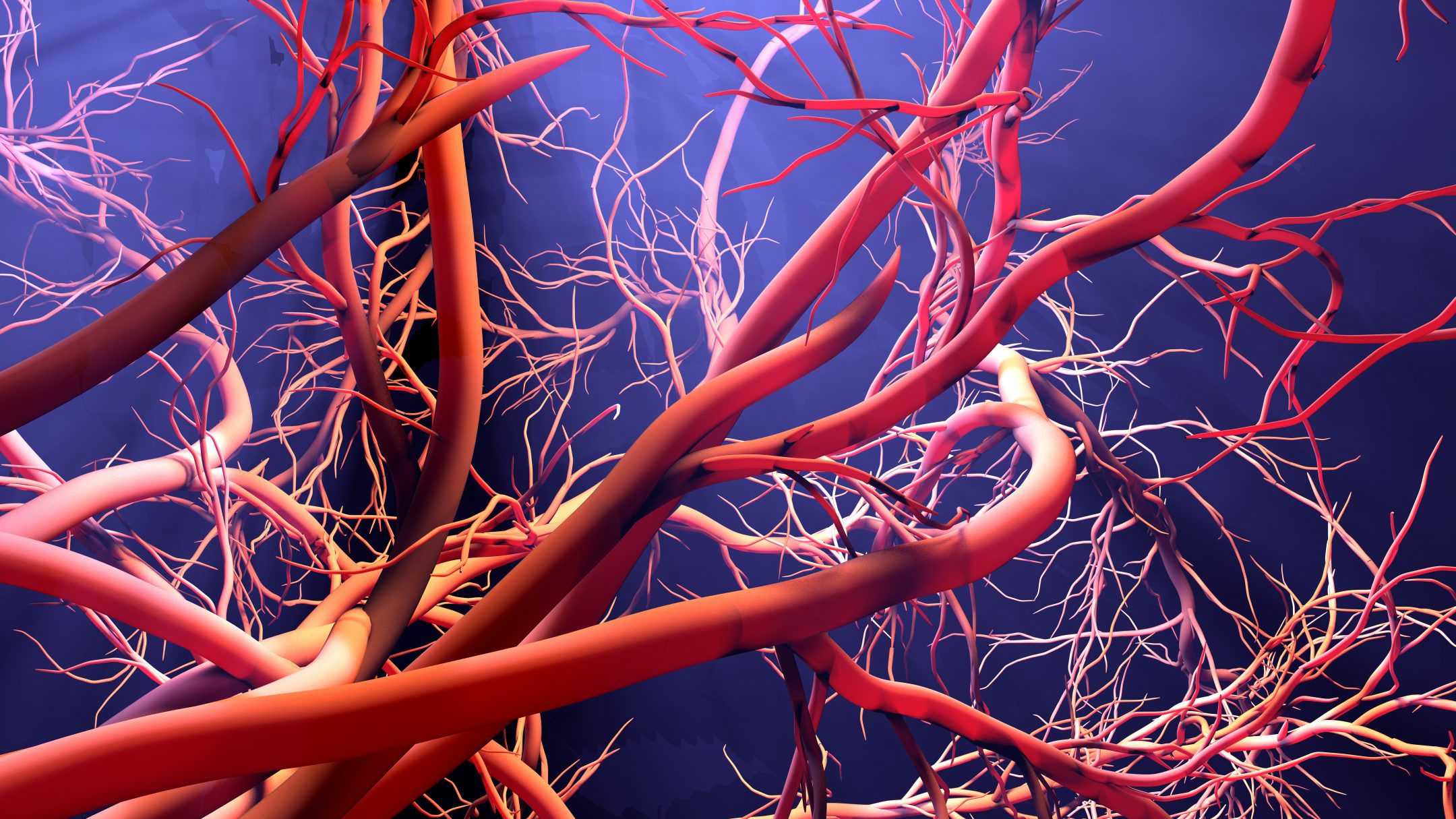 An illustration of the twisting and branching patterns of blood vessels