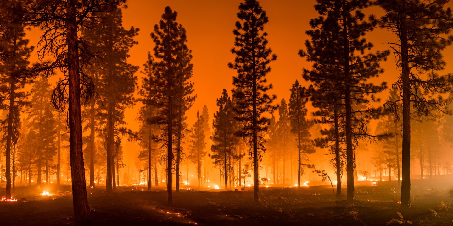 Wildfire burns ground in forest.