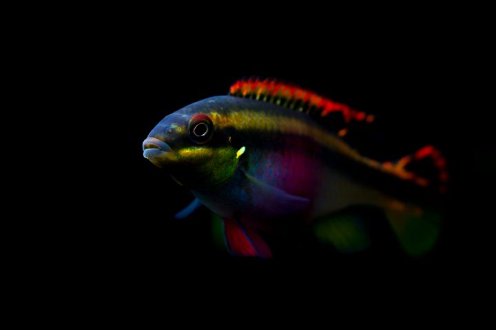 female Kribensis cichlid fish