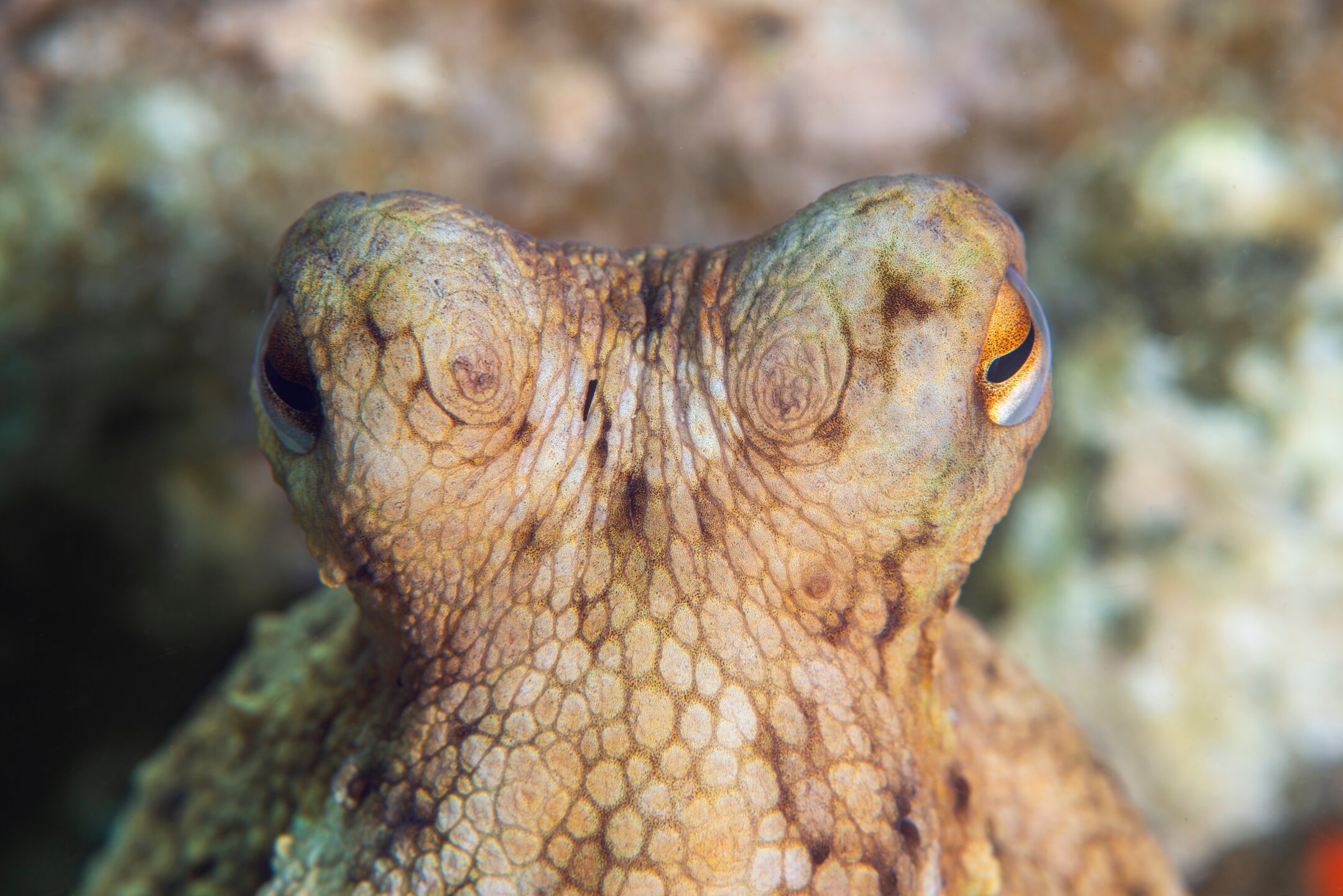 A close up view reveals an octopus's eyes rising up from its body