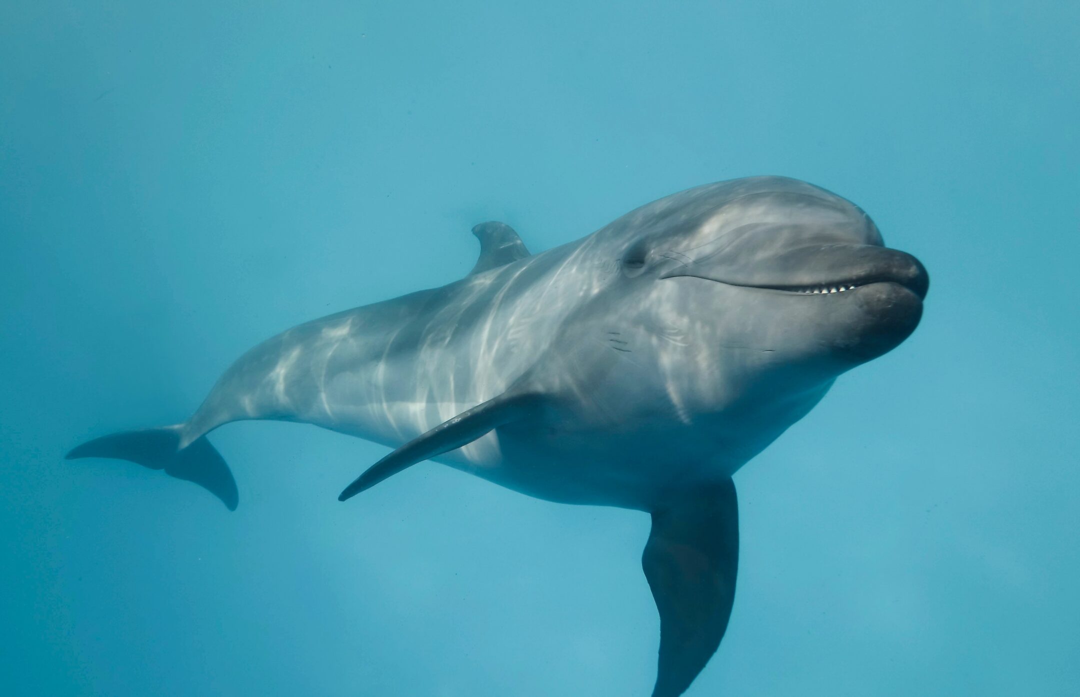 Bottlenose dolphin looks towards the viewer with a seemingly playful expression