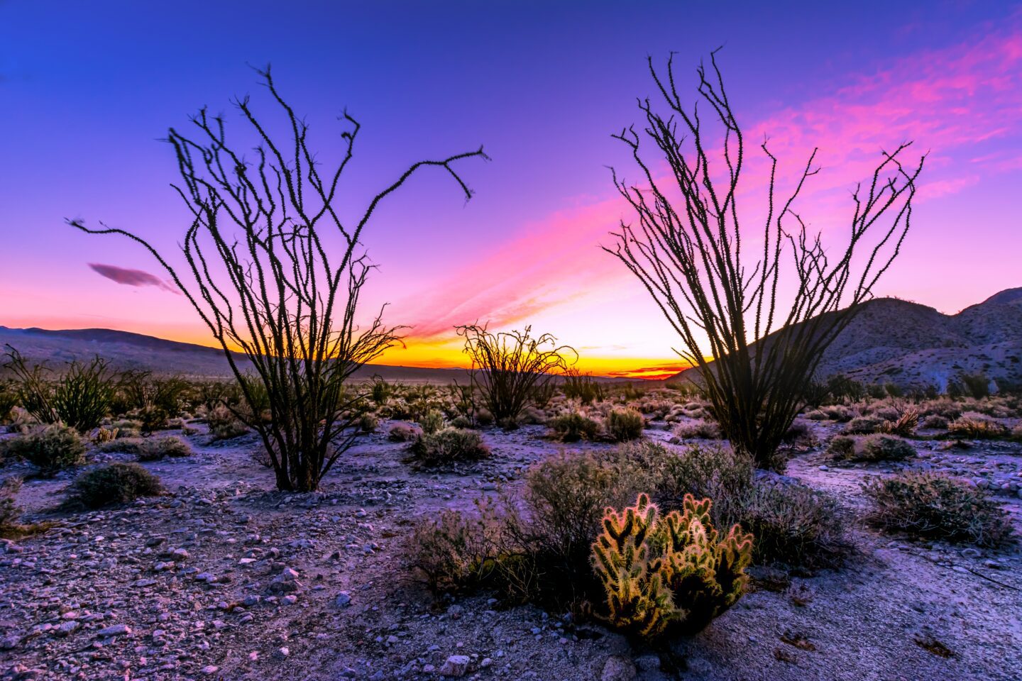 Ocotillo and other plants of the Sonoran desert stand out, silhouetted against a colorful sunset.