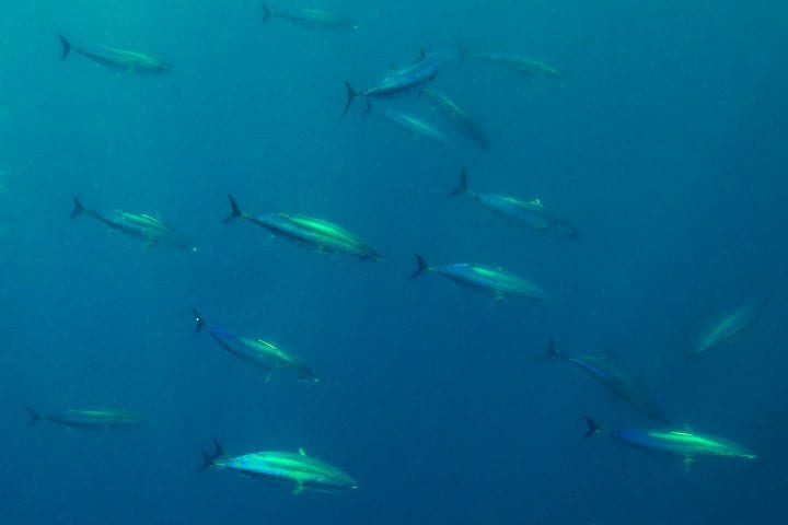 about a dozen tuna fish swim in blue waters with rays of light shining on skin