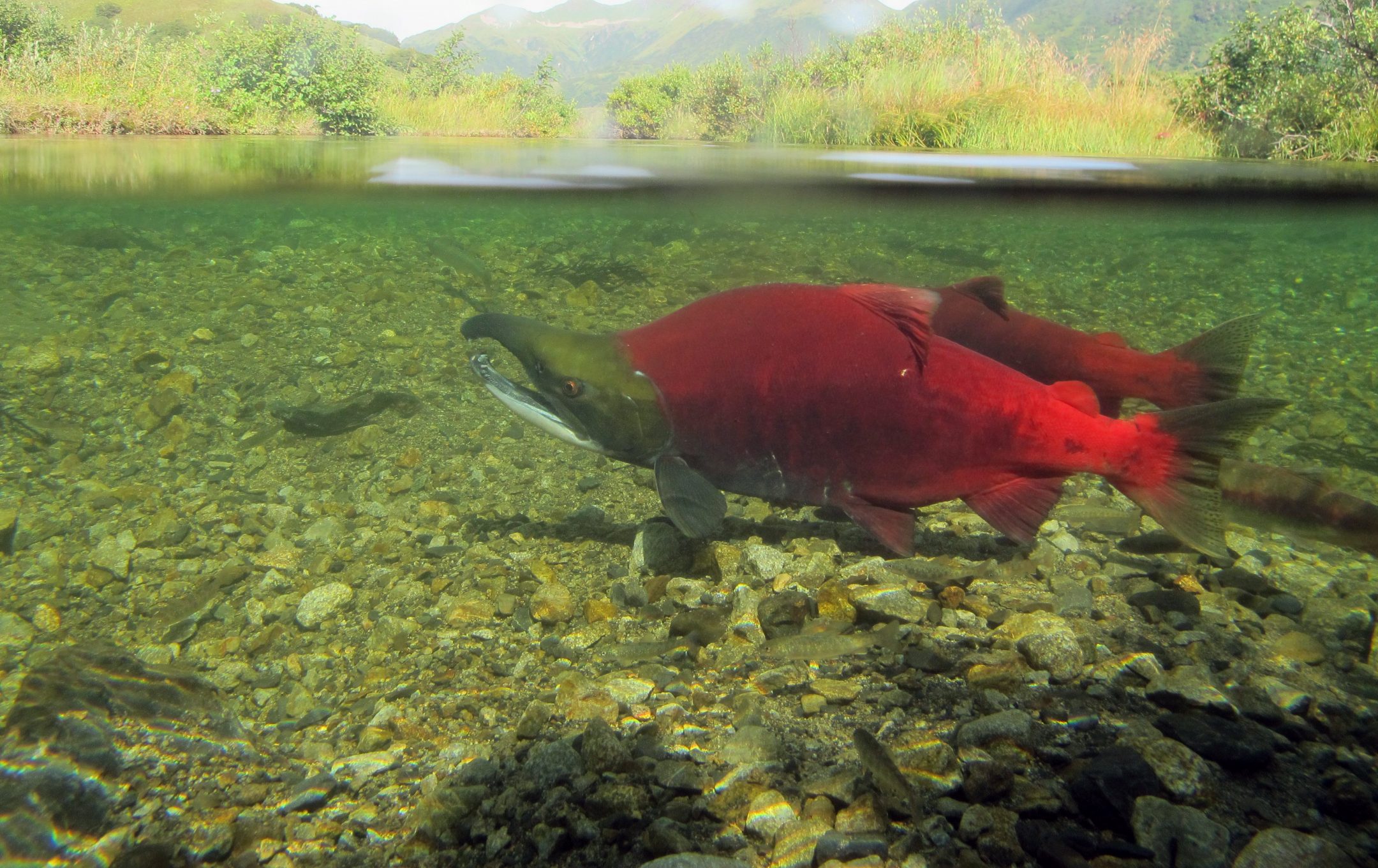 two sockeye salmon, red bodies with brown heads, swim through shallow waters