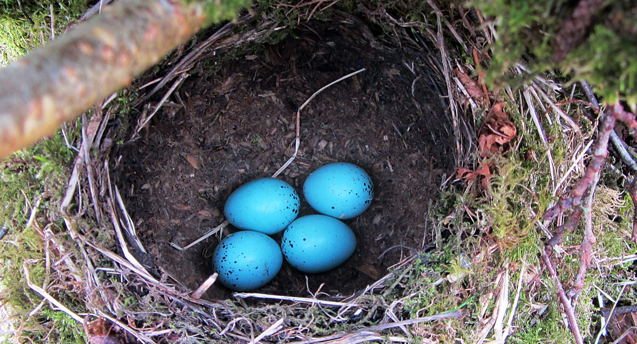 overhead view of a song thrush nest with light blue eggs