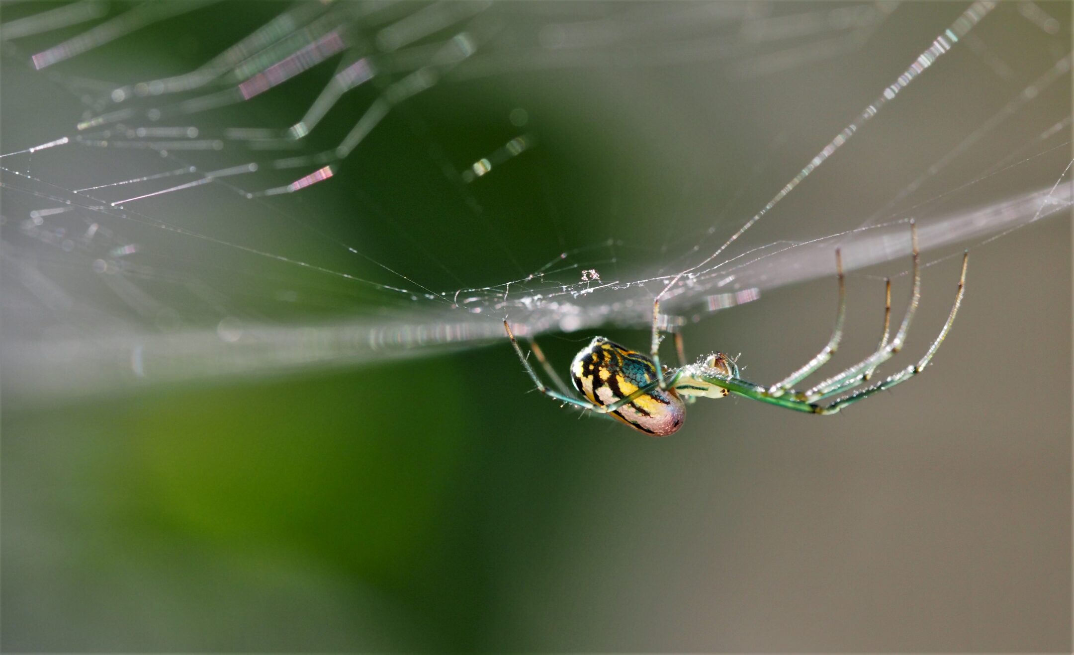 Spider on web, showing how attuned the spider is to vibration in the web.