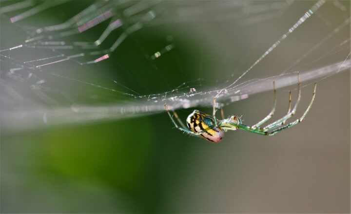 Spider on web, showing how attuned the spider is to vibration in the web.