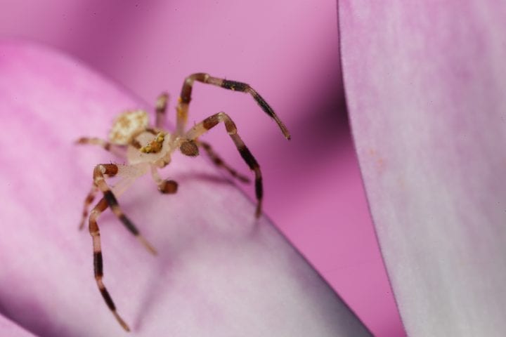 beige and brown spider on light pink flower
